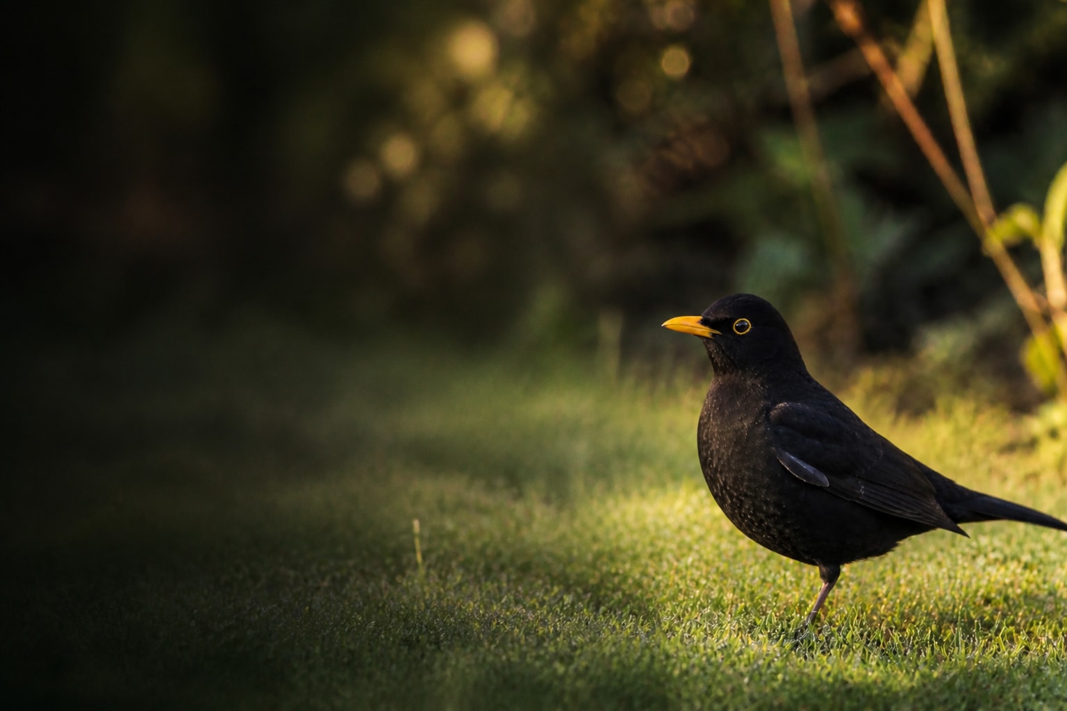 Blackbird (Turdus merula) in the wild — Catch'Um species field guide