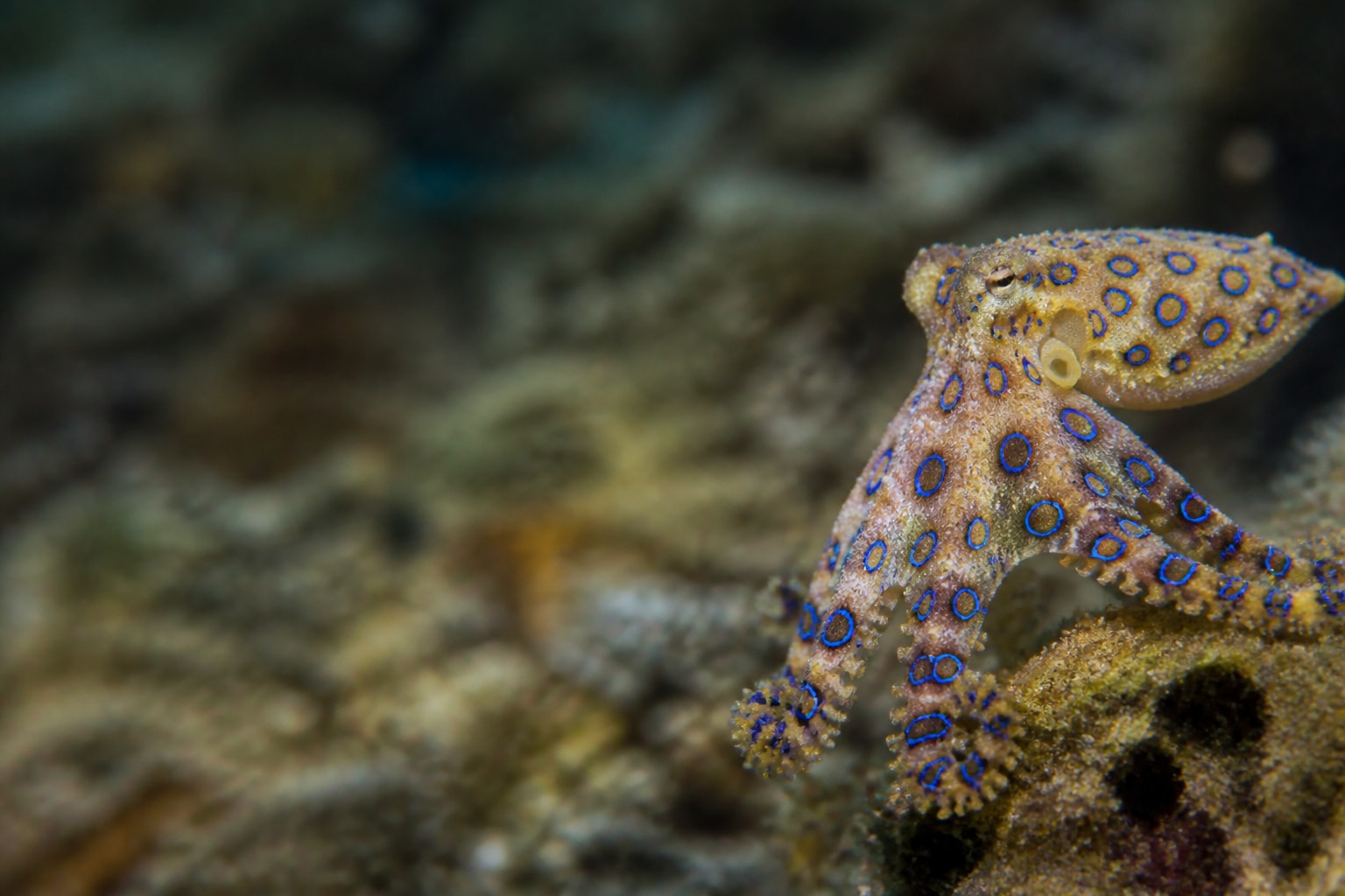 Southern Blue-ringed Octopus (Hapalochlaena maculosa) in the wild — Catch'Um species field guide