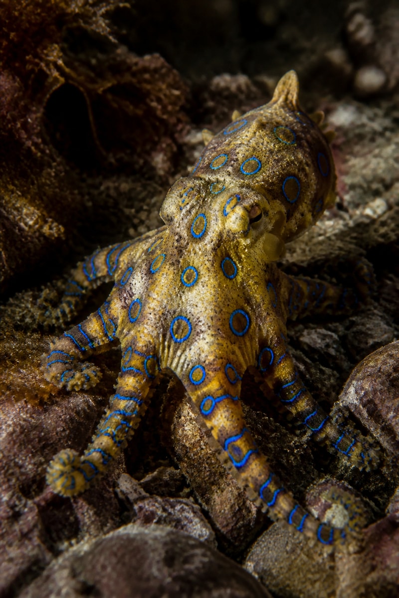 Southern Blue-ringed Octopus (Hapalochlaena maculosa)