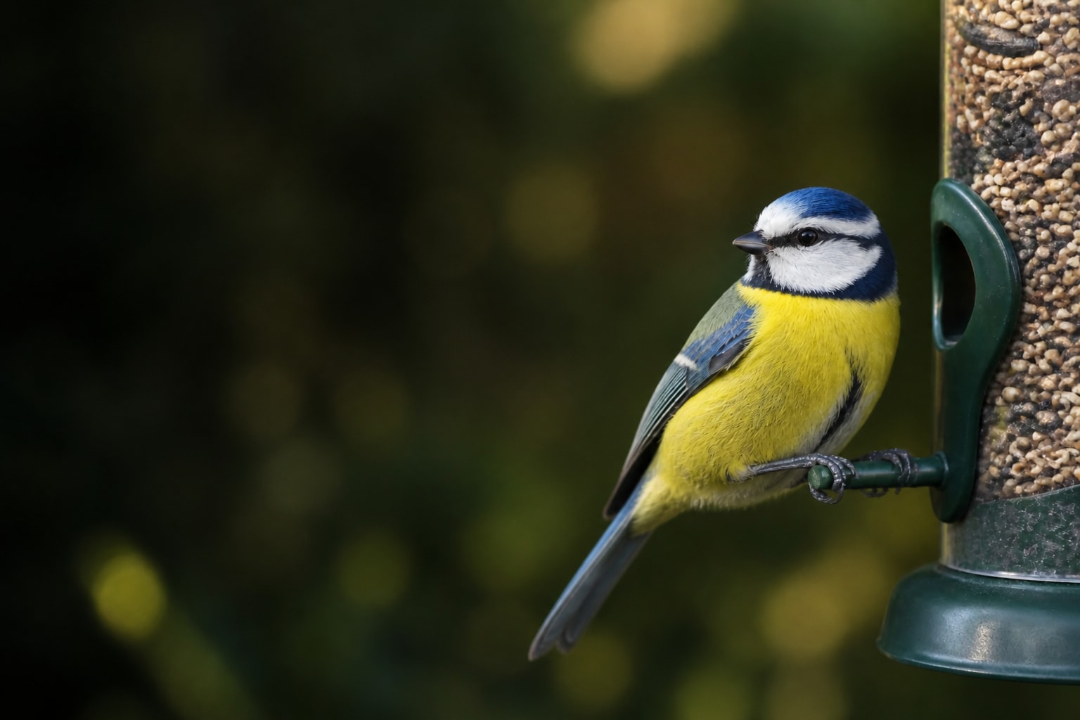 Blue Tit (Cyanistes caeruleus) in the wild — Catch'Um species field guide