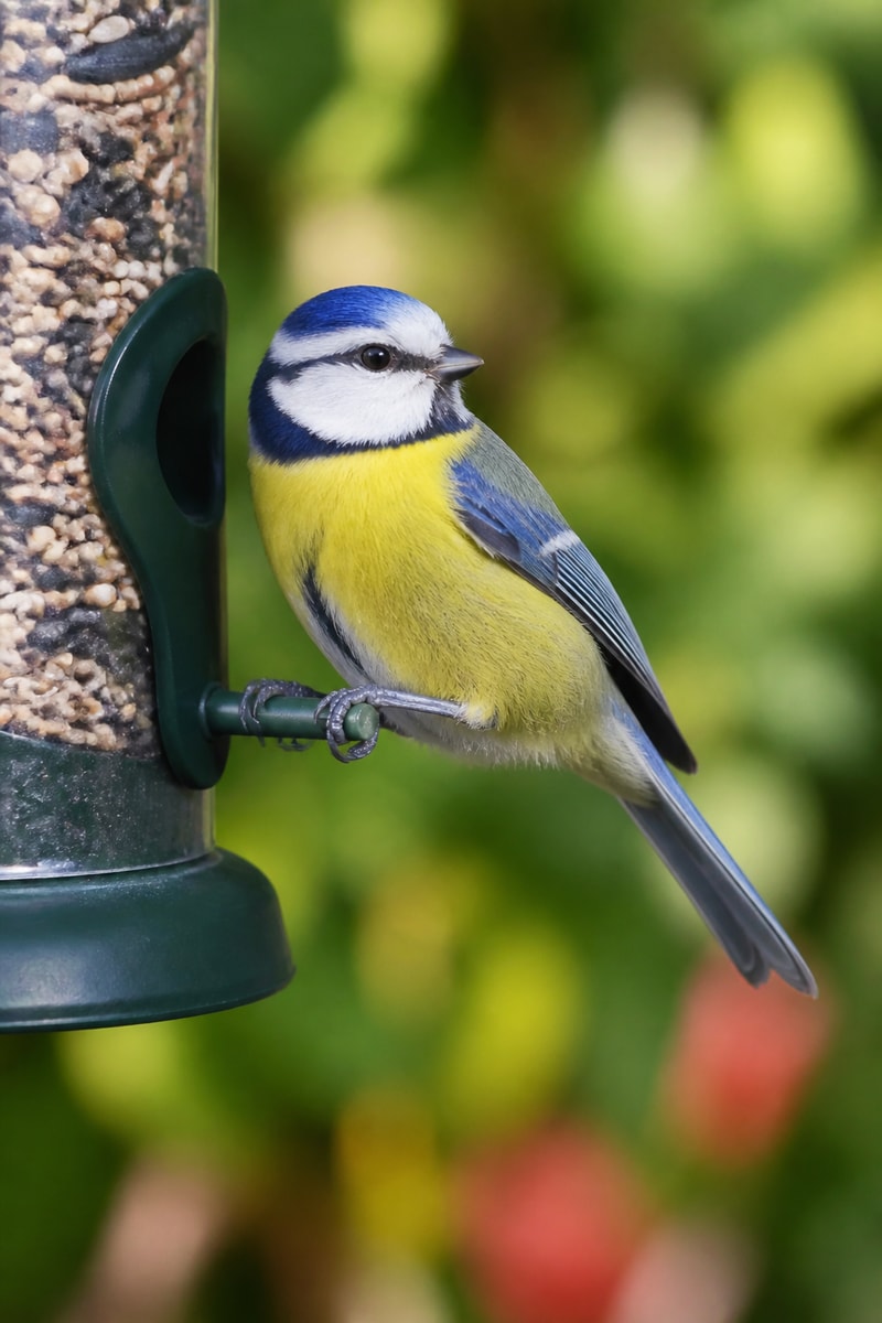 Blue Tit (Cyanistes caeruleus)