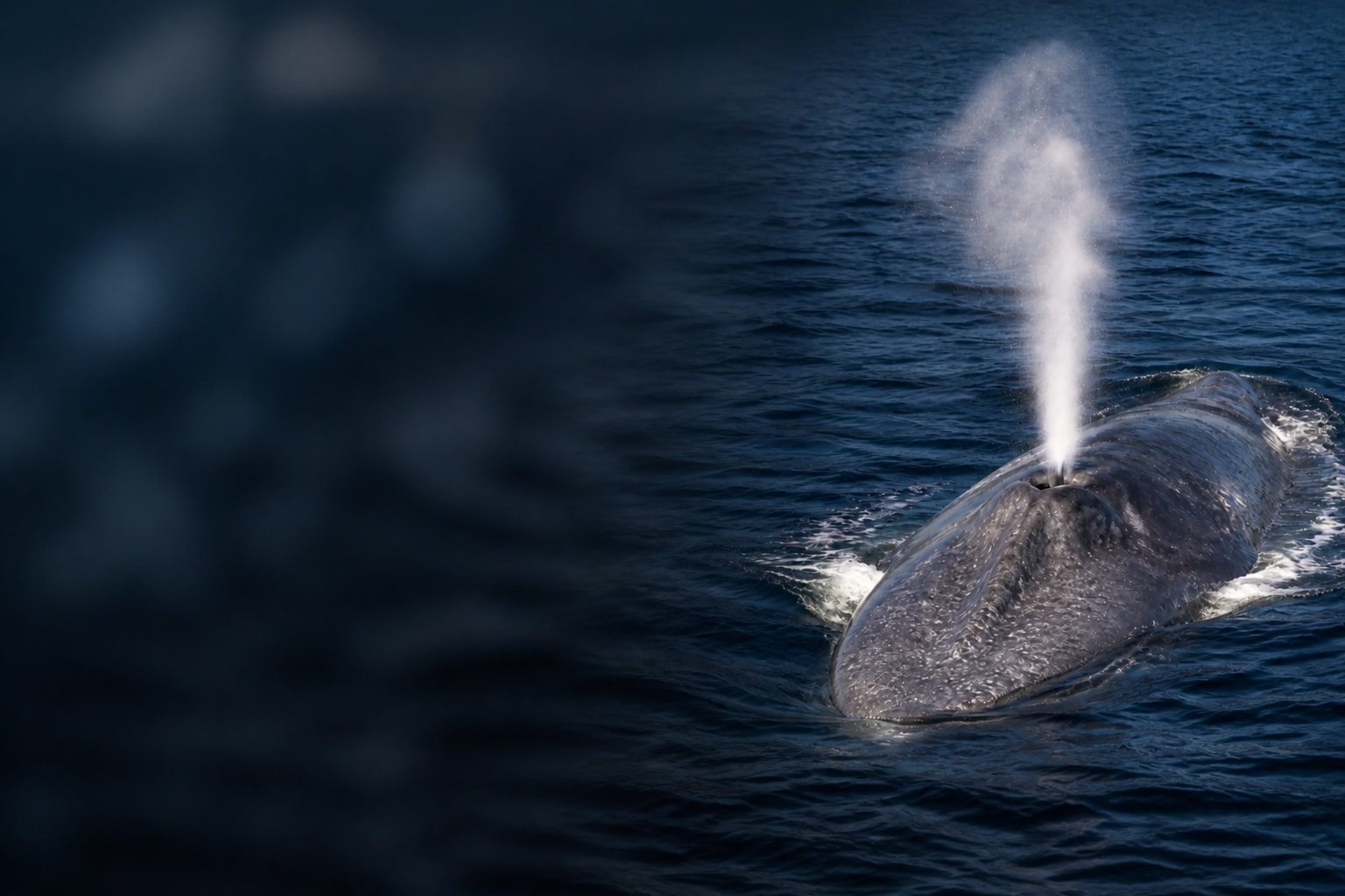 Blue Whale (Balaenoptera musculus) in the wild — Catch'Um species field guide