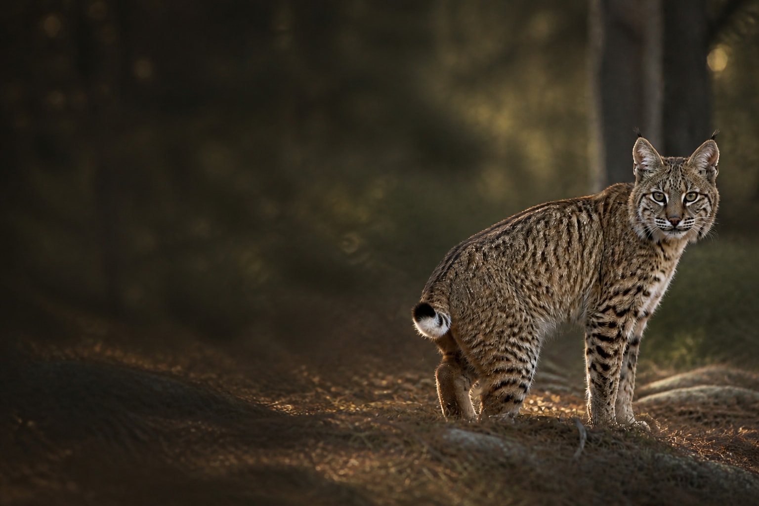 Bobcat (Lynx rufus) in the wild — Catch'Um species field guide