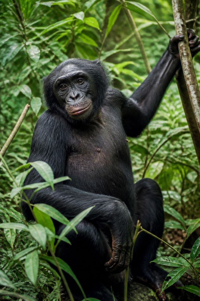 Bonobo (Pan paniscus)