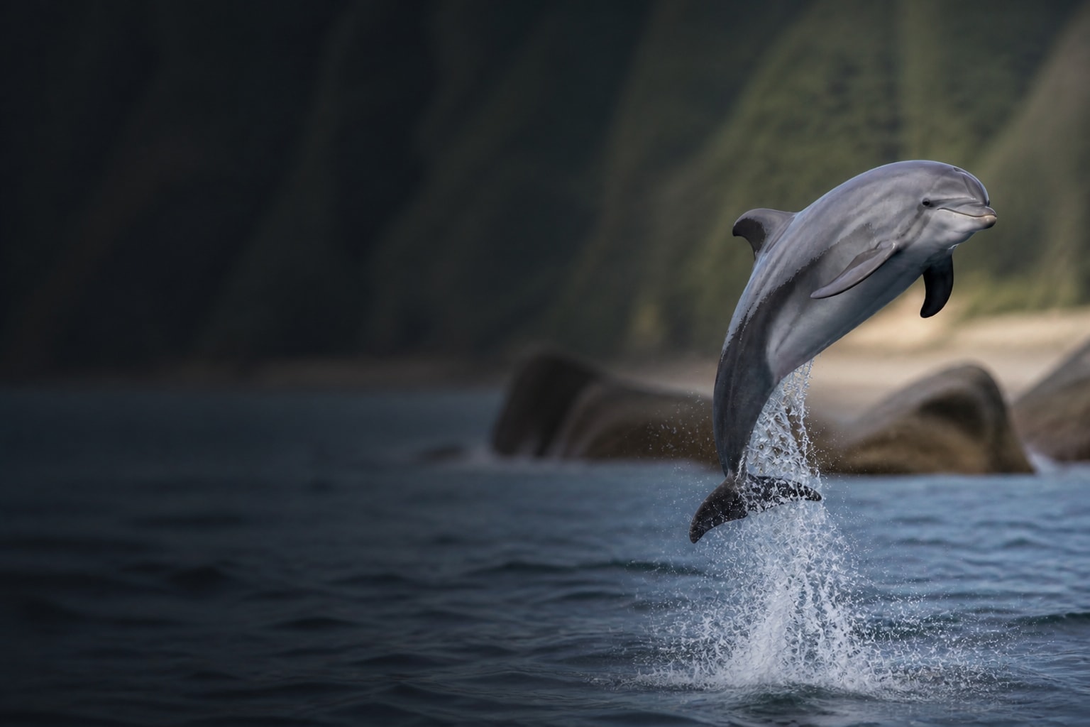 Bottlenose Dolphin (Tursiops truncatus) in the wild — Catch'Um species field guide