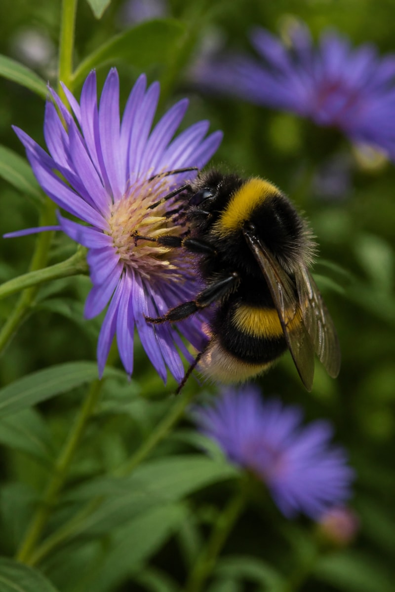 Bumblebee (Bombus terrestris)
