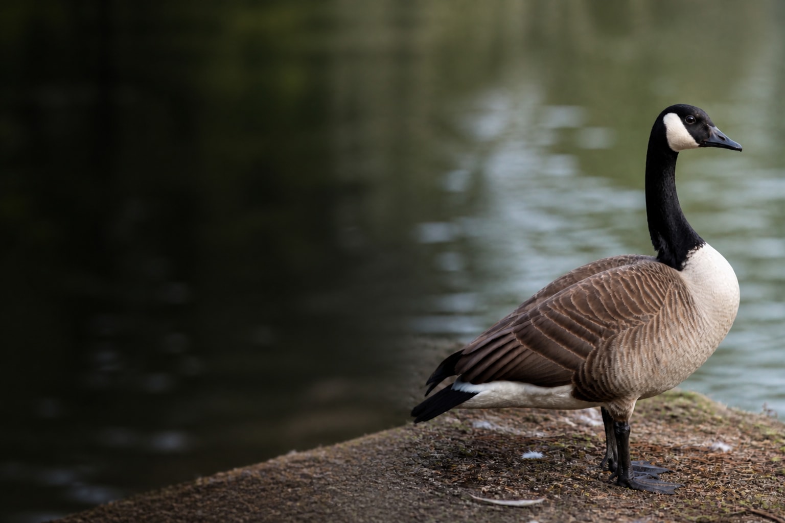 Canada Goose (Branta canadensis) in the wild — Catch'Um species field guide