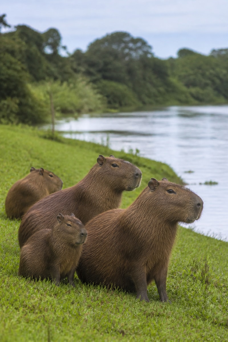 Capybara (Hydrochoerus hydrochaeris)