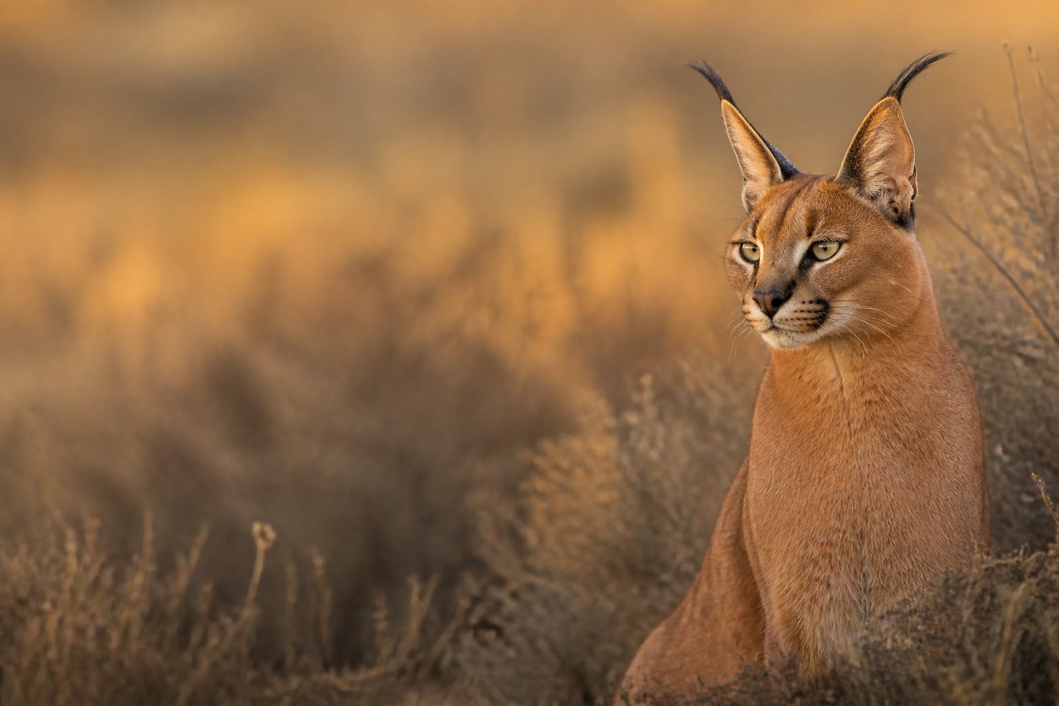Caracal (Caracal caracal) in the wild — Catch'Um species field guide