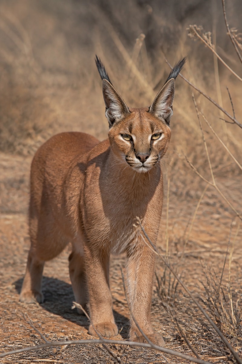 Caracal (Caracal caracal)