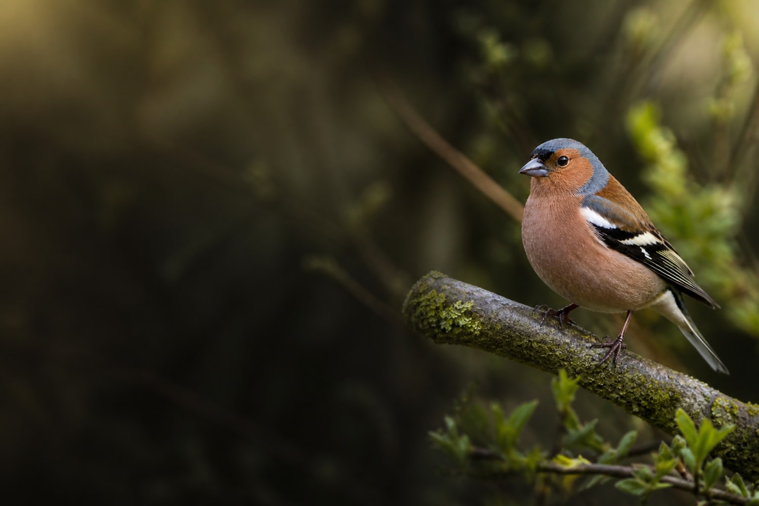 Chaffinch (Fringilla coelebs) in the wild — Catch'Um species field guide