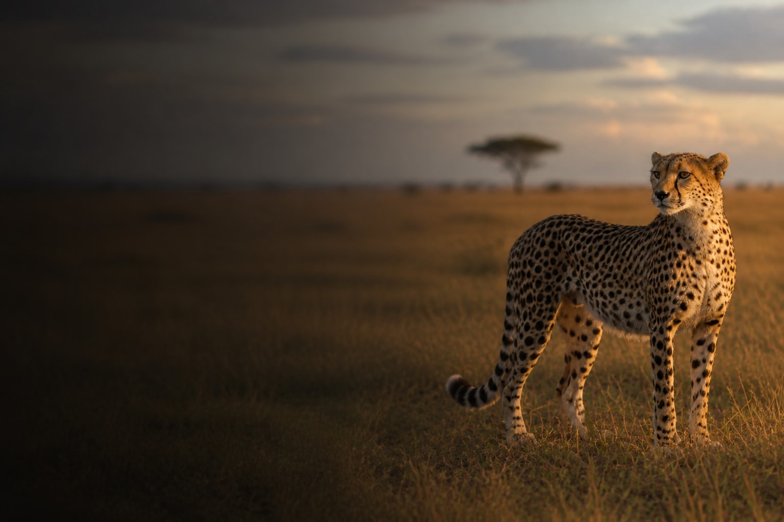 Cheetah (Acinonyx jubatus) in the wild — Catch'Um species field guide
