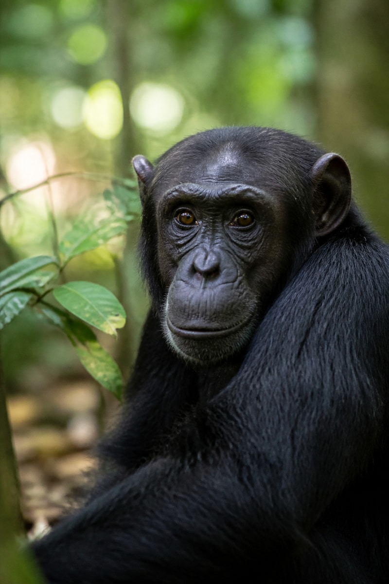 Chimpanzee (Pan troglodytes)