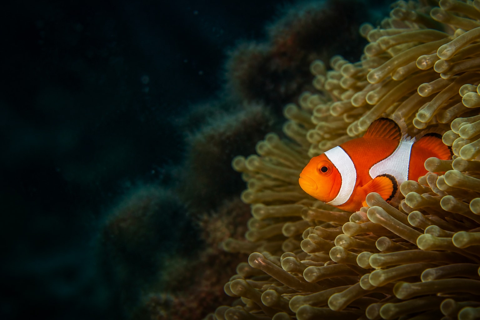 Clownfish (Amphiprion ocellaris) in the wild — Catch'Um species field guide
