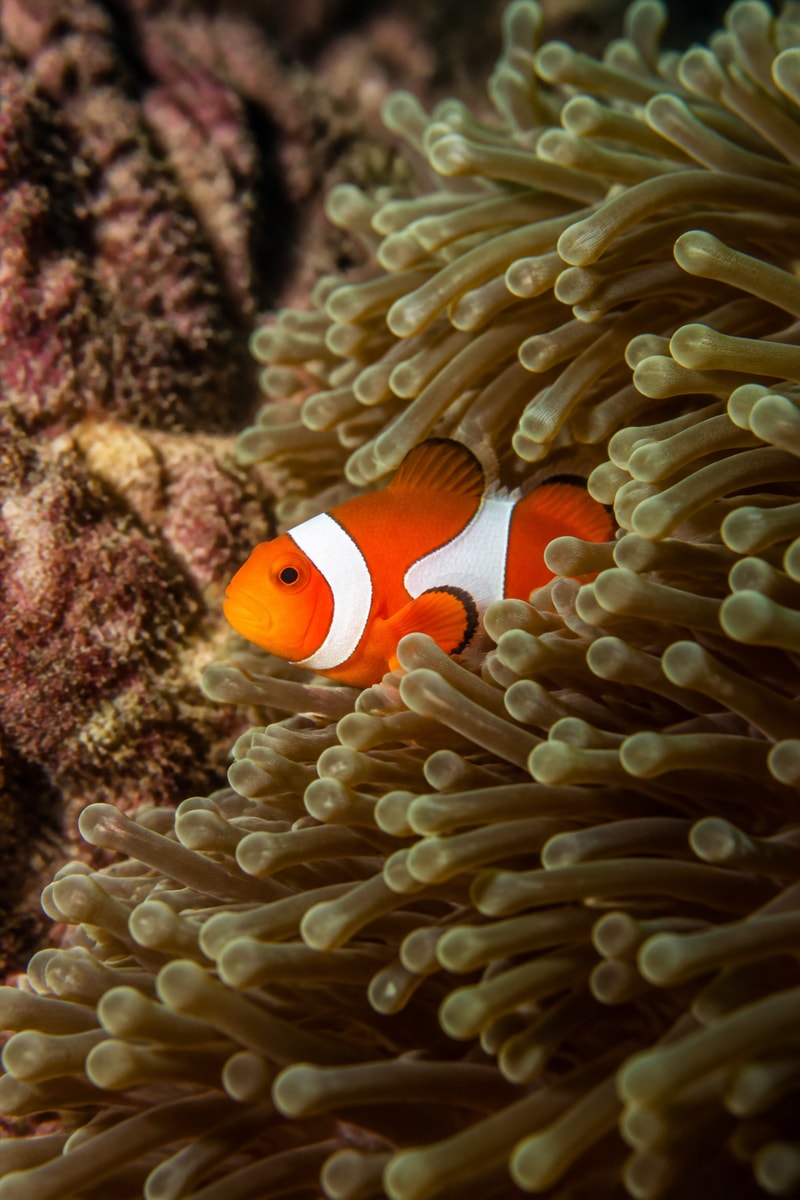 Clownfish (Amphiprion ocellaris)