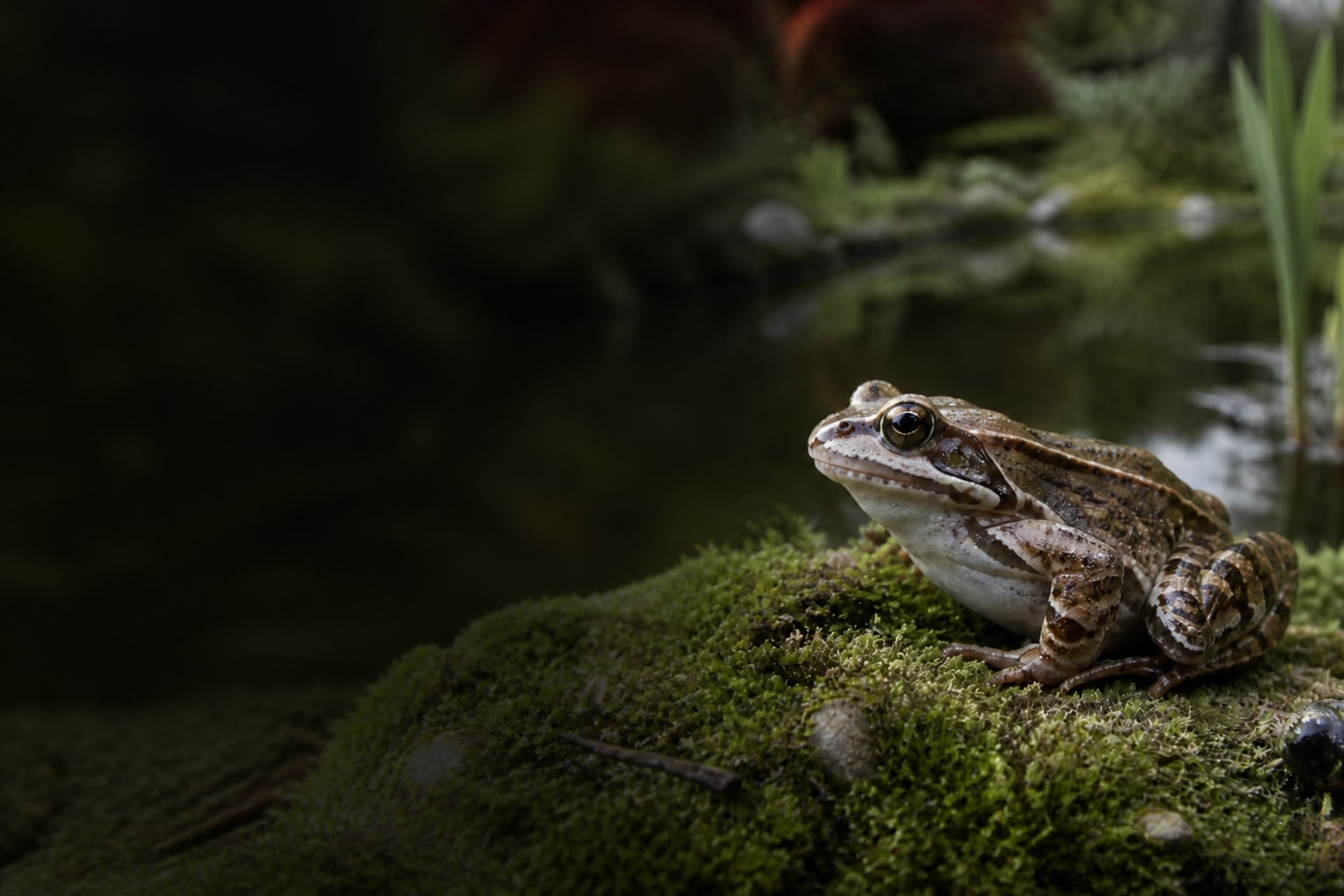 Common Frog (Rana temporaria) in the wild — Catch'Um species field guide