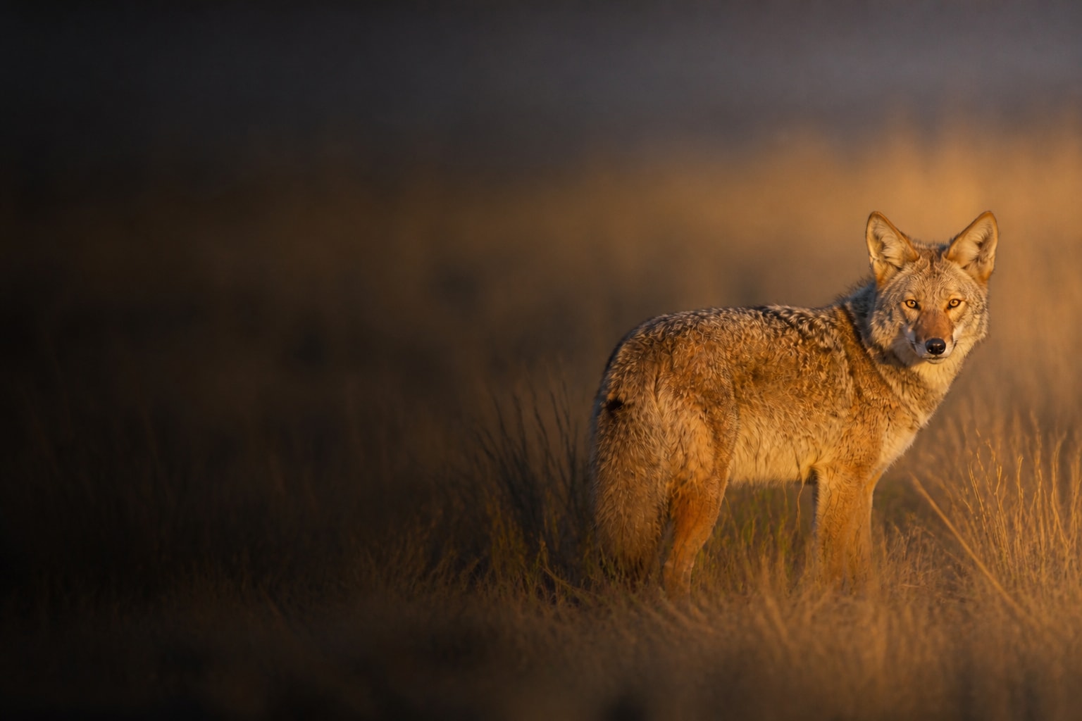 Coyote (Canis latrans) in the wild — Catch'Um species field guide