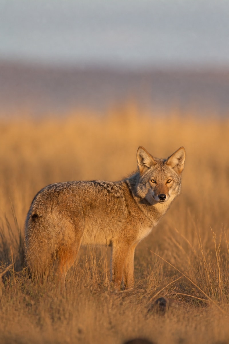 Coyote (Canis latrans)