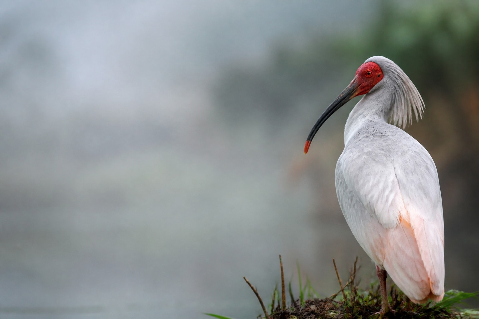 Crested Ibis (Nipponia nippon) in the wild — Catch'Um species field guide