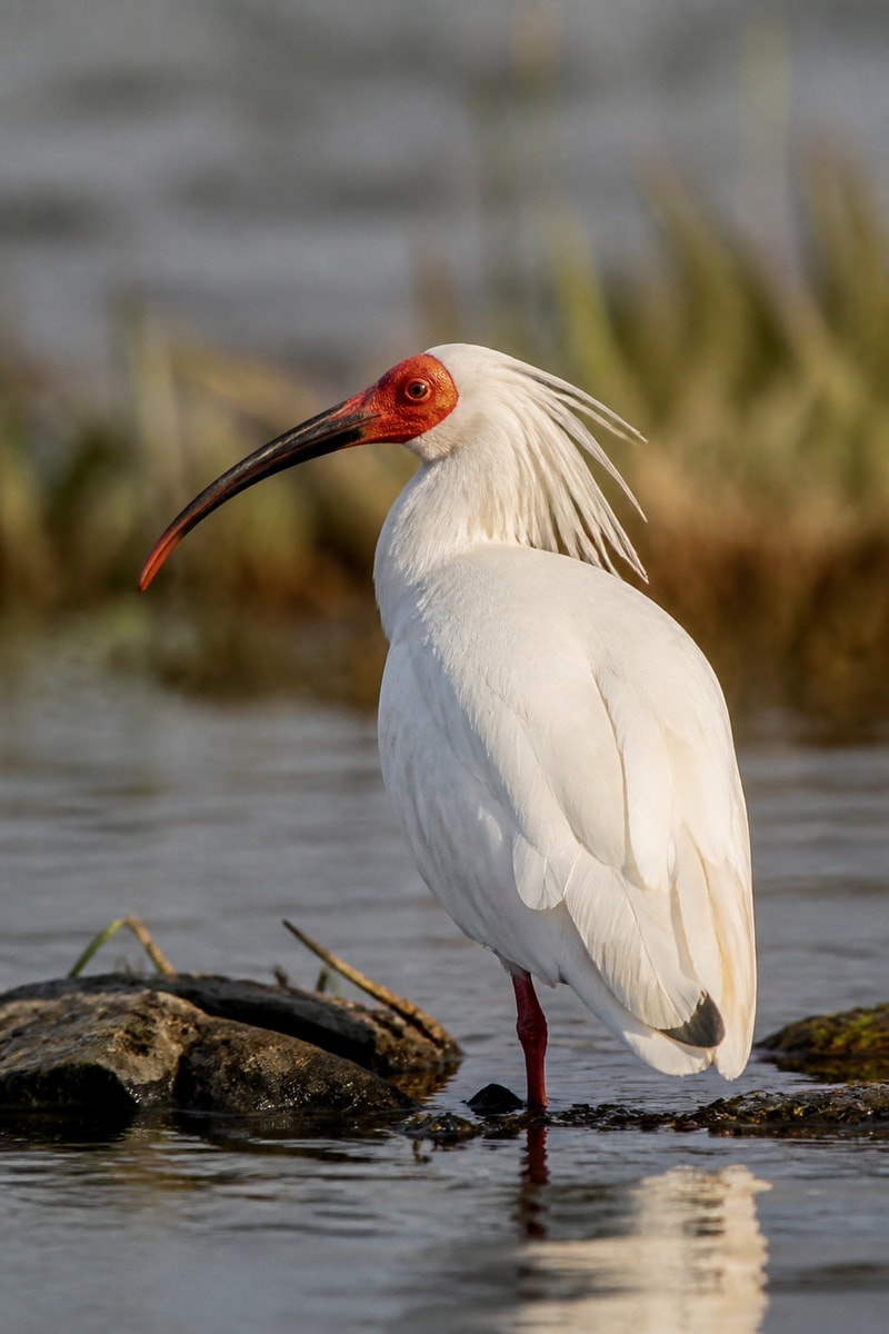 Crested Ibis (Nipponia nippon)