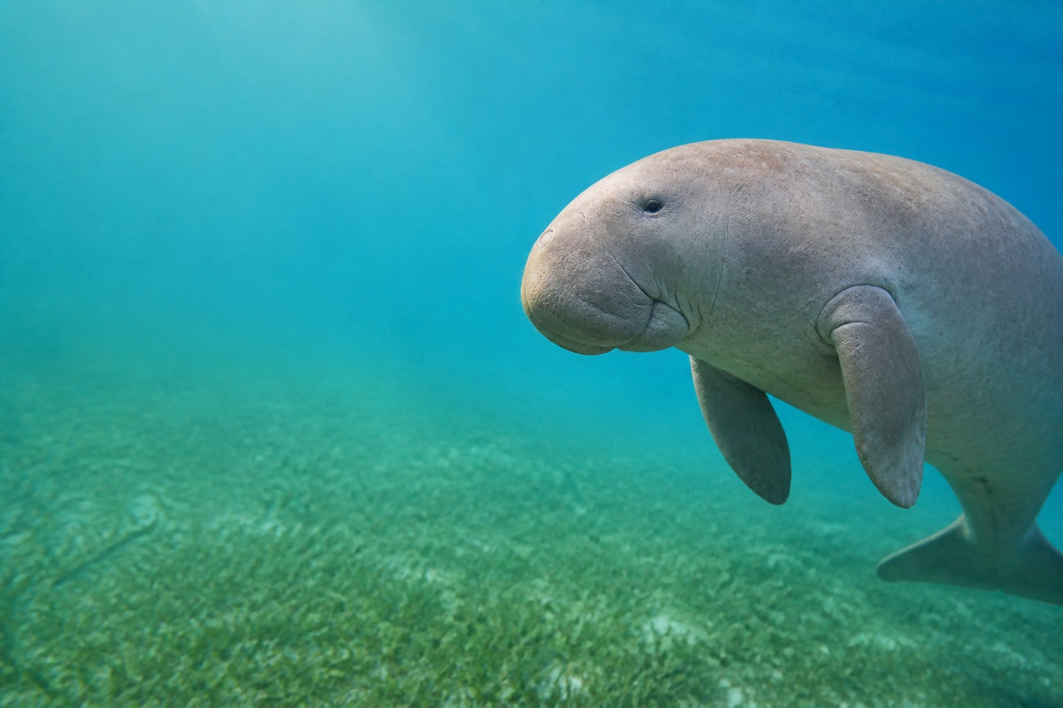Dugong (Dugong dugon) in the wild — Catch'Um species field guide