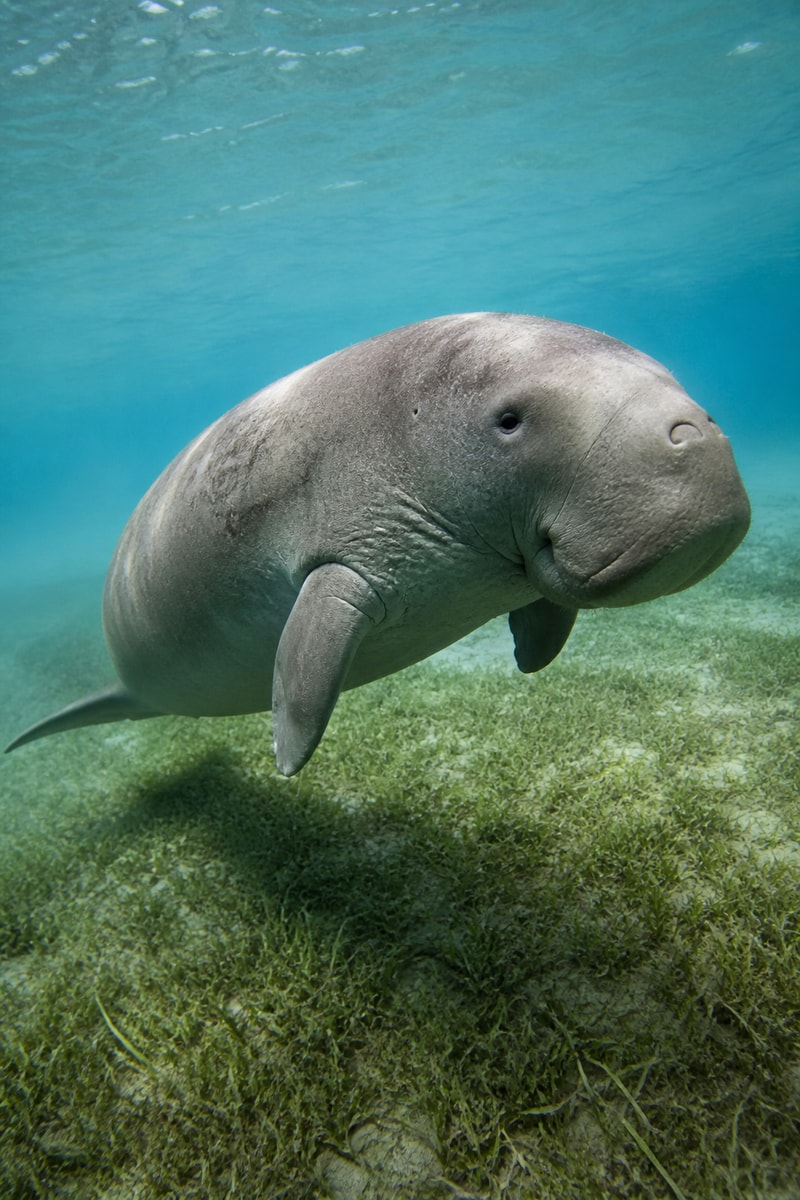 Dugong (Dugong dugon) wildlife photograph