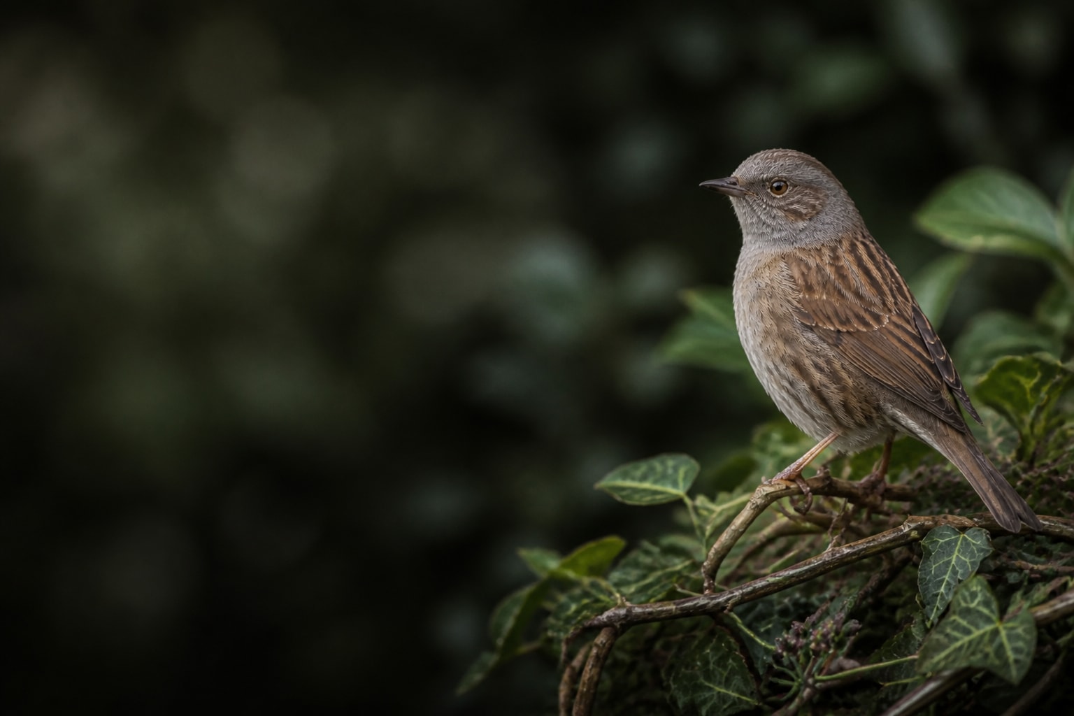 Dunnock (Prunella modularis) in the wild — Catch'Um species field guide
