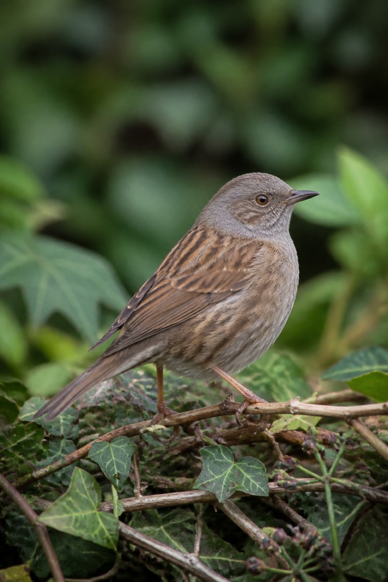 Dunnock (Prunella modularis)