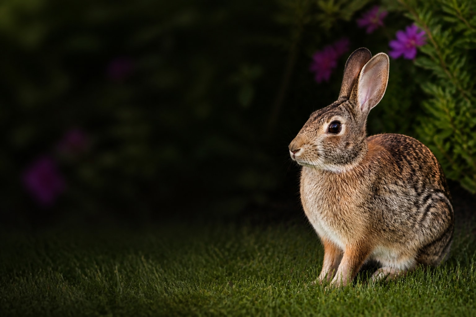 Eastern Cottontail (Sylvilagus floridanus) in the wild — Catch'Um species field guide