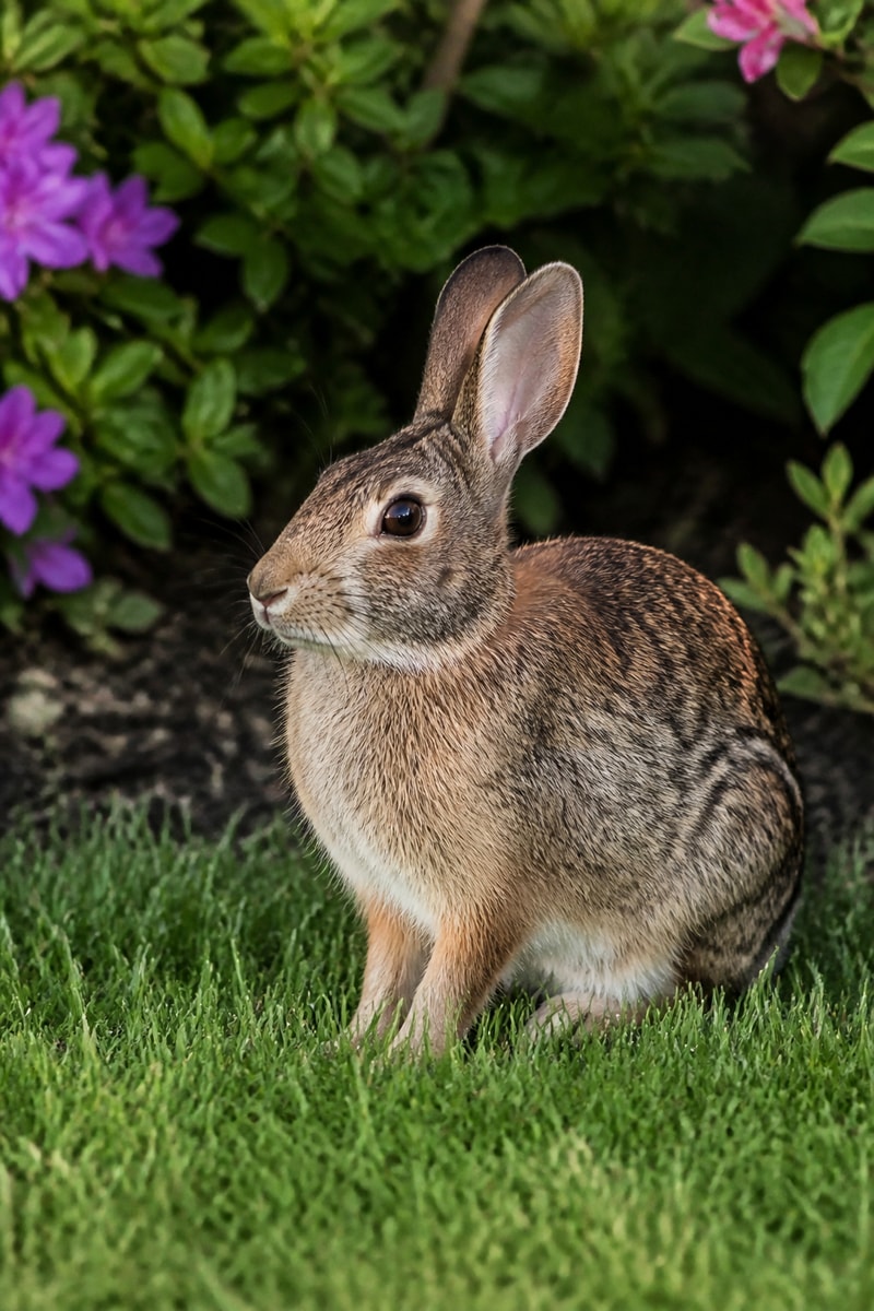 Eastern Cottontail (Sylvilagus floridanus)