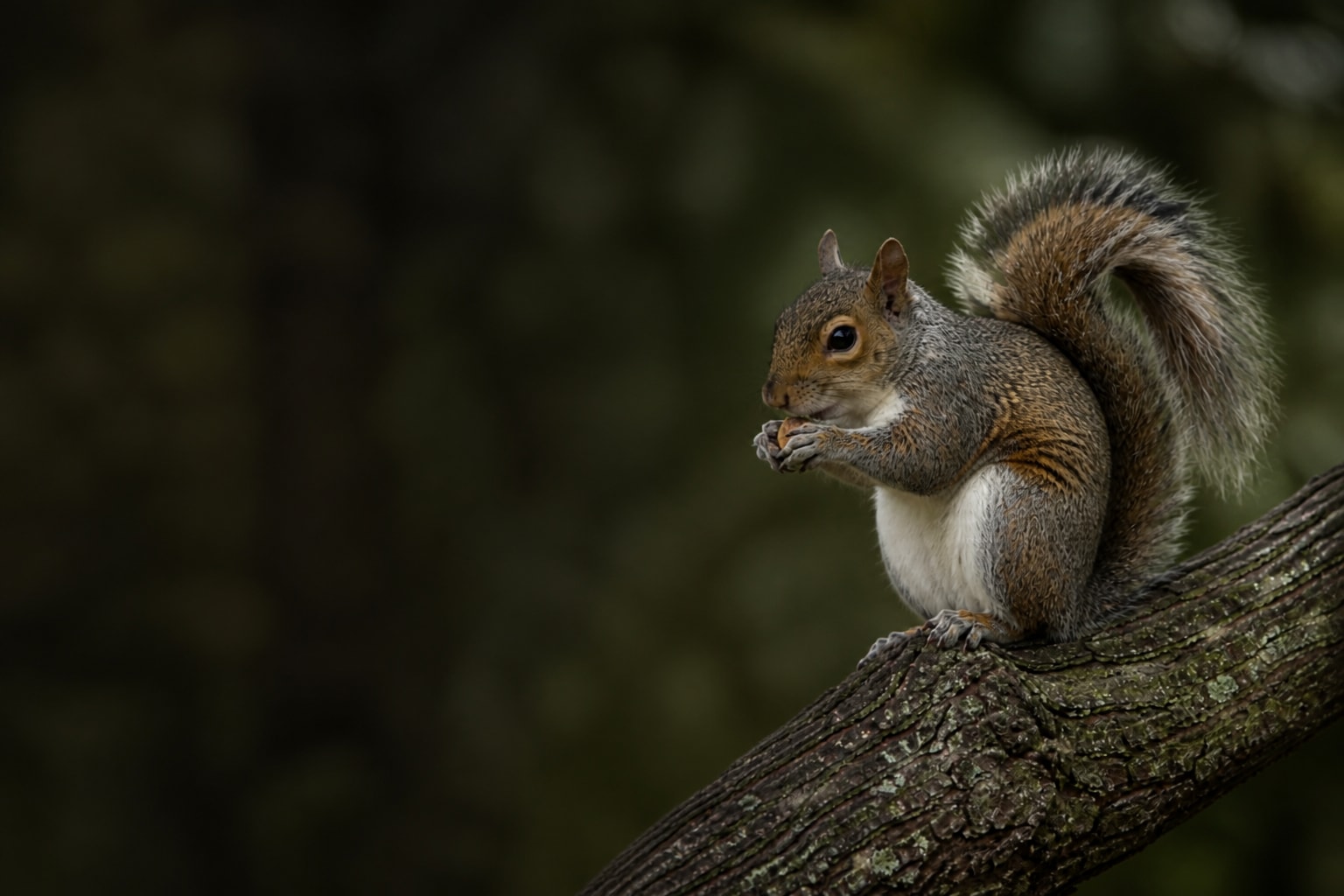 Eastern Gray Squirrel (Sciurus carolinensis) in the wild — Catch'Um species field guide