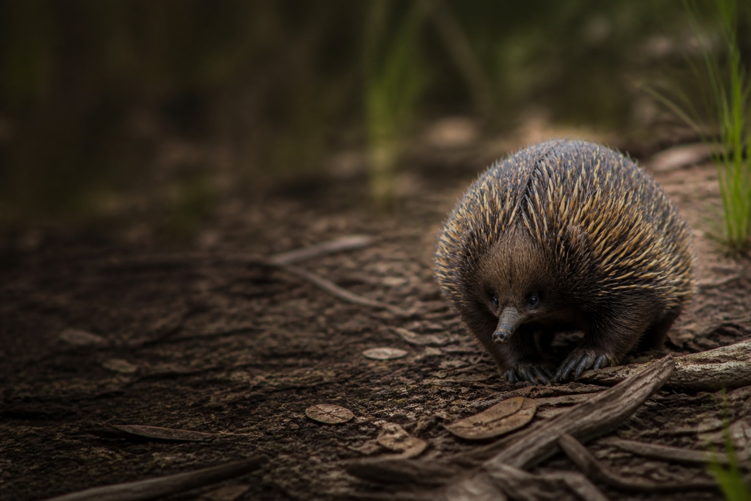 Echidna (Tachyglossus aculeatus) in the wild — Catch'Um species field guide