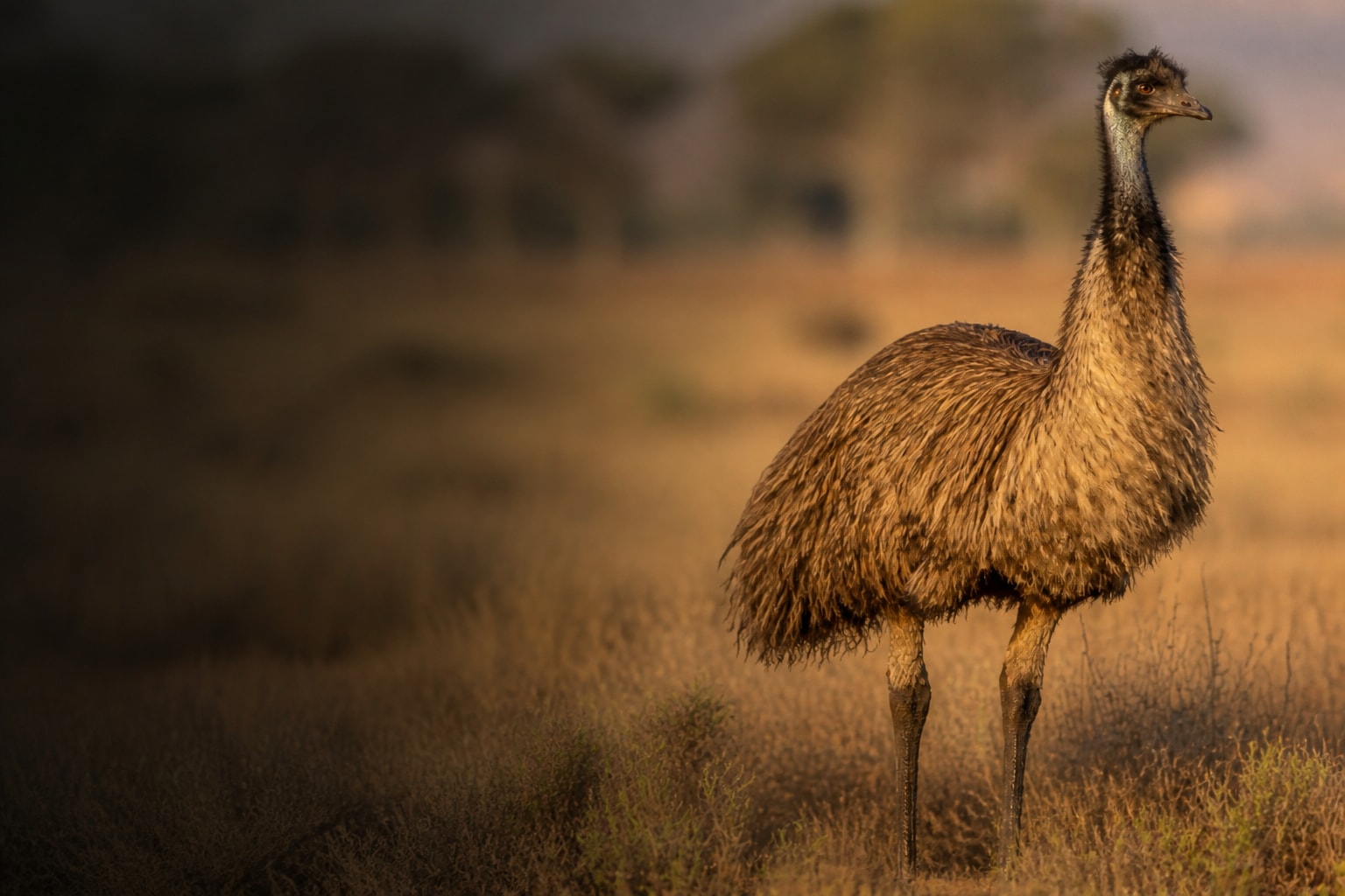 Emu (Dromaius novaehollandiae) in the wild — Catch'Um species field guide