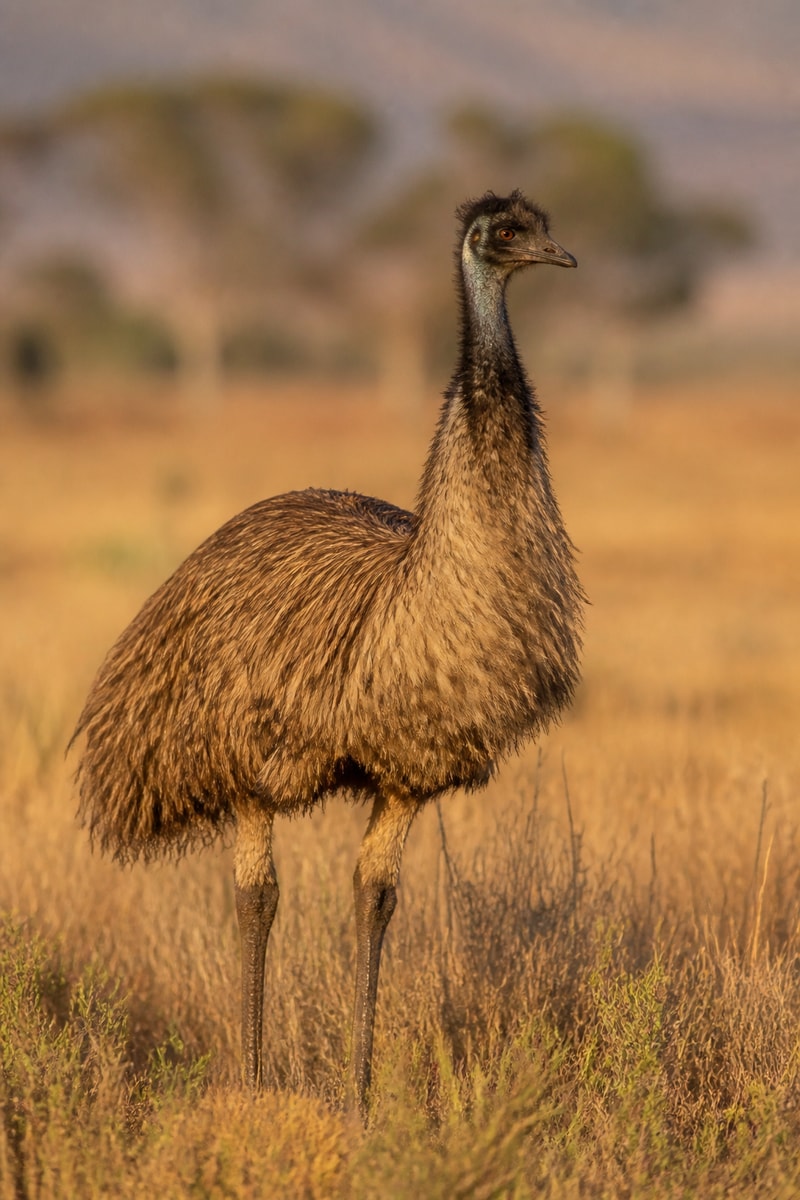 Emu (Dromaius novaehollandiae)