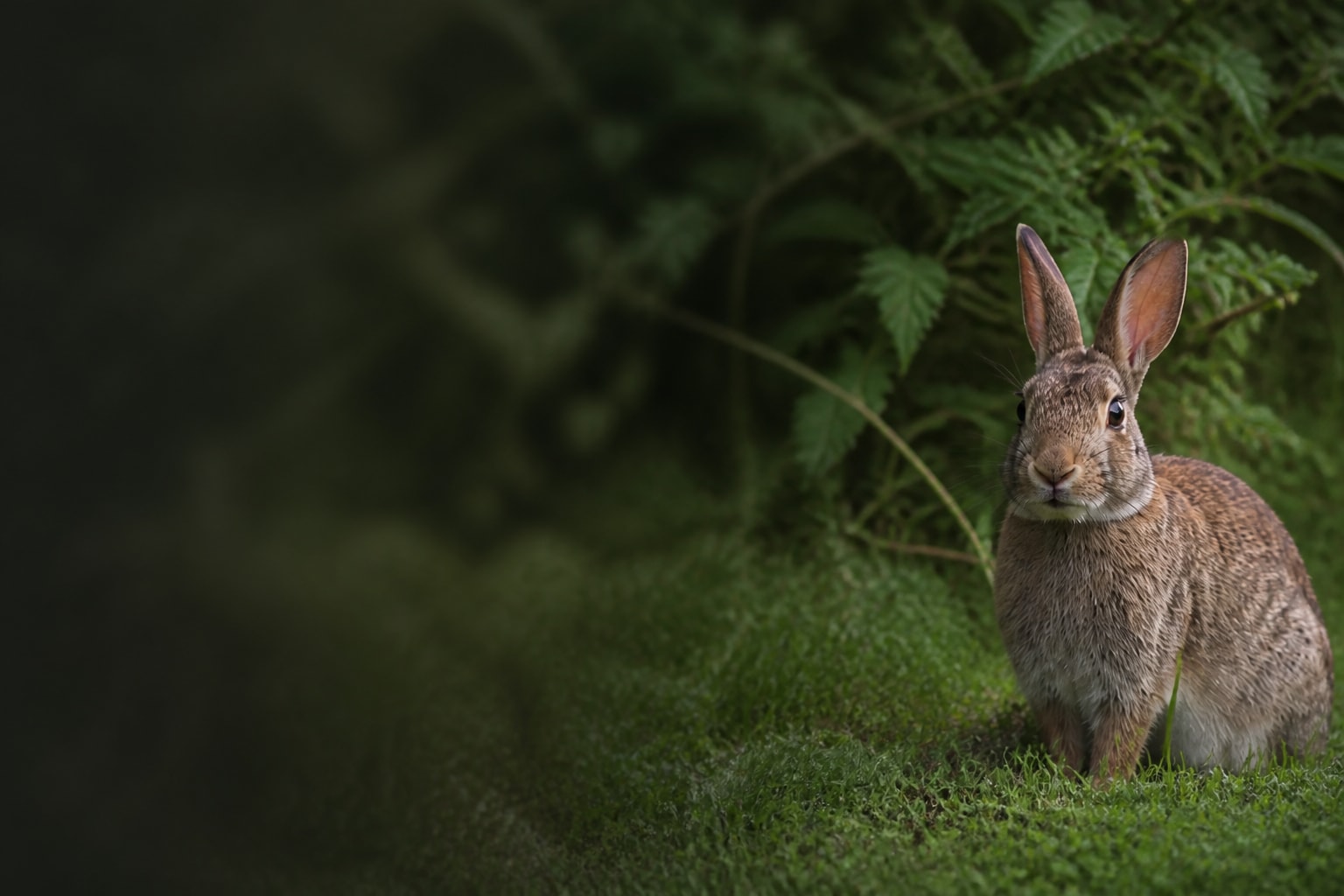 European Rabbit (Oryctolagus cuniculus) in the wild — Catch'Um species field guide