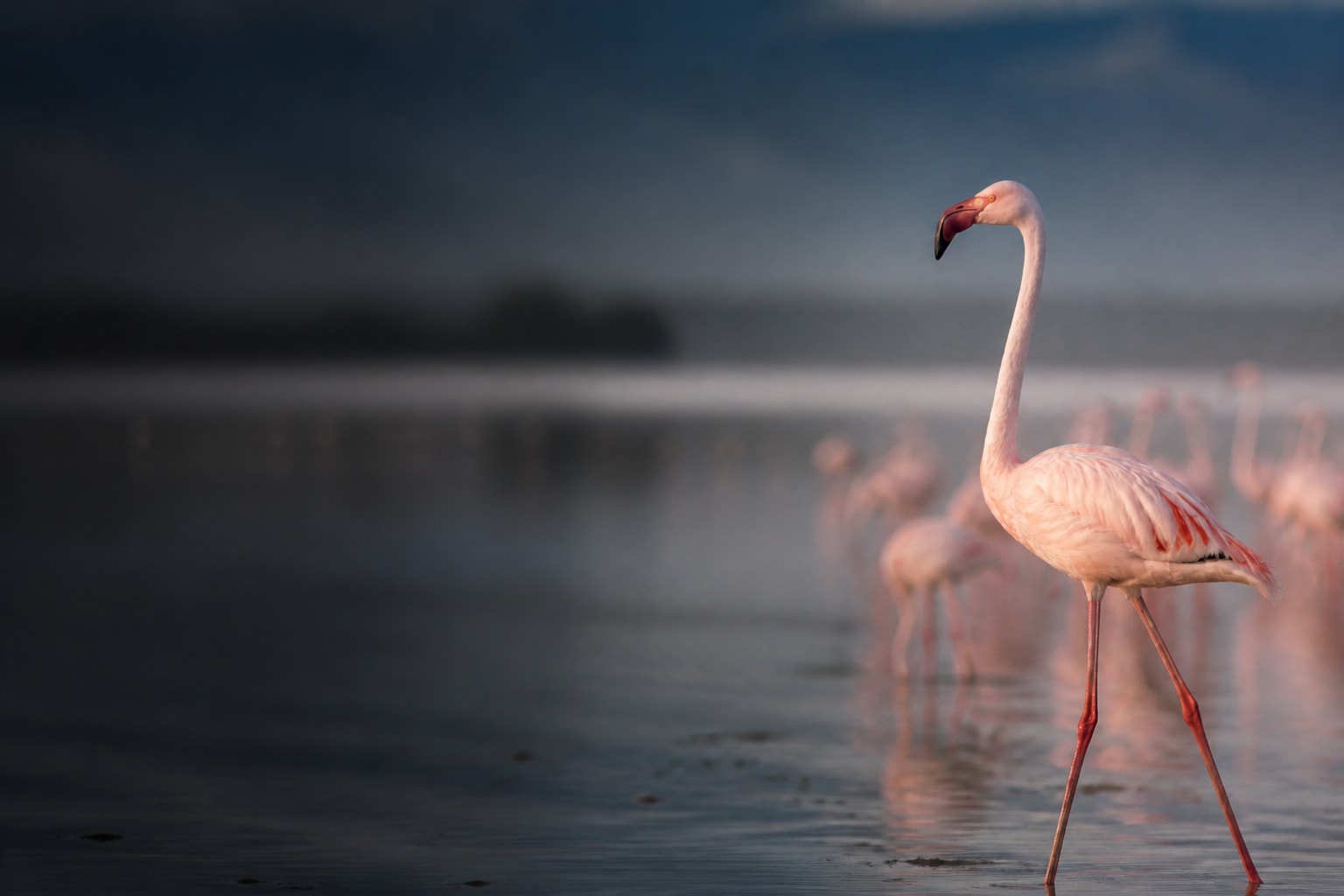 Flamingo (Phoenicopterus roseus) in the wild — Catch'Um species field guide