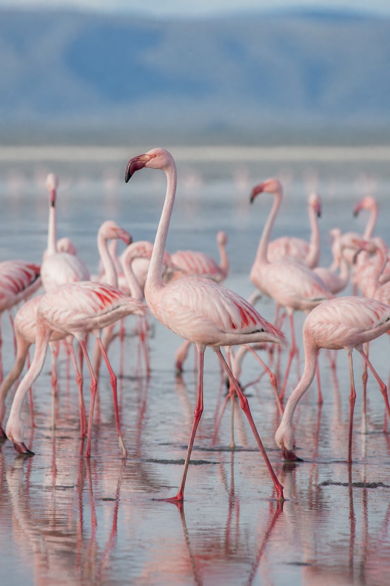 Flamingo (Phoenicopterus roseus)