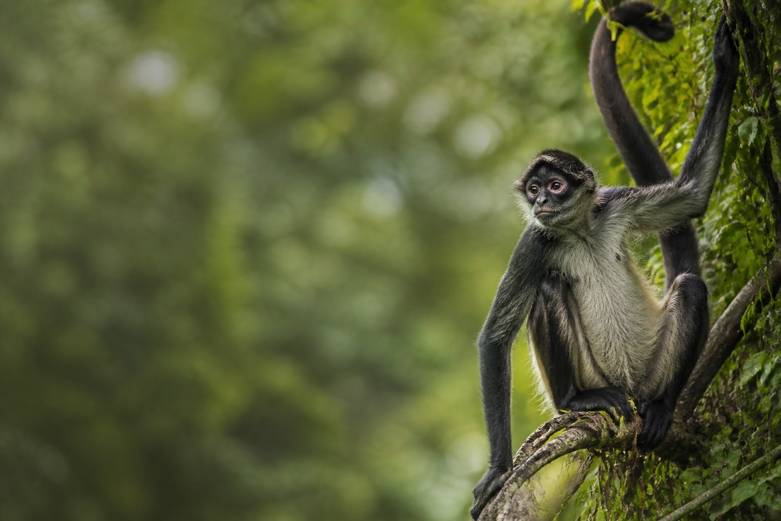 Geoffroy's Spider Monkey (Ateles geoffroyi) in the wild — Catch'Um species field guide