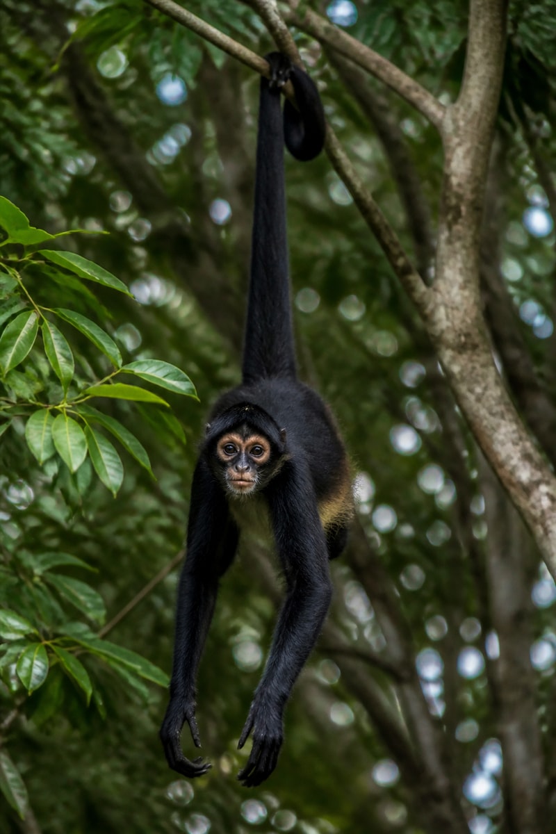Geoffroy's Spider Monkey (Ateles geoffroyi)