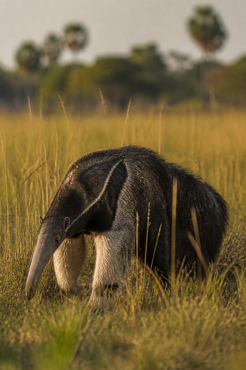 Giant Anteater (Myrmecophaga tridactyla)