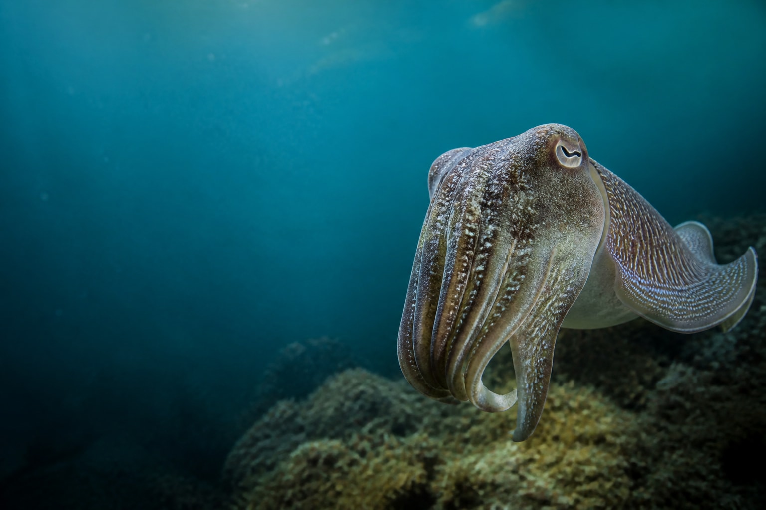 Giant Cuttlefish (Sepia apama) in the wild — Catch'Um species field guide