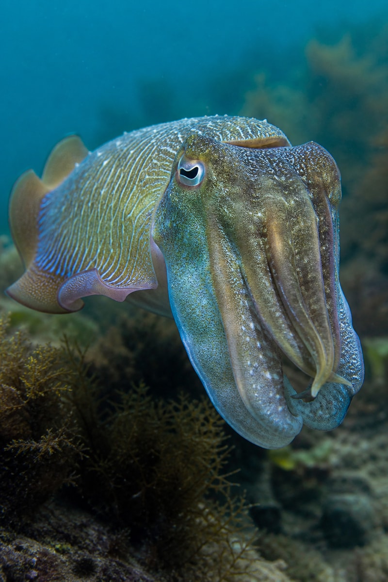 Giant Cuttlefish (Sepia apama) wildlife photograph