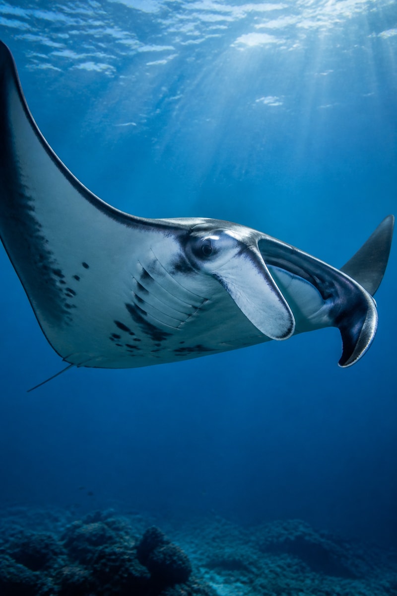 Giant Manta Ray (Mobula birostris)