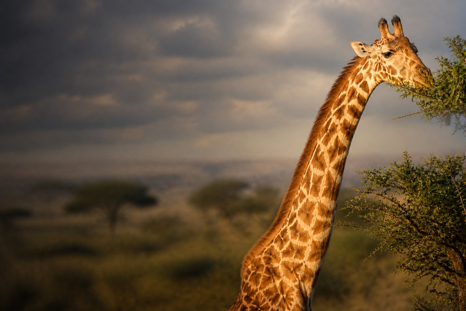 Giraffe (Giraffa camelopardalis) in the wild — Catch'Um species field guide
