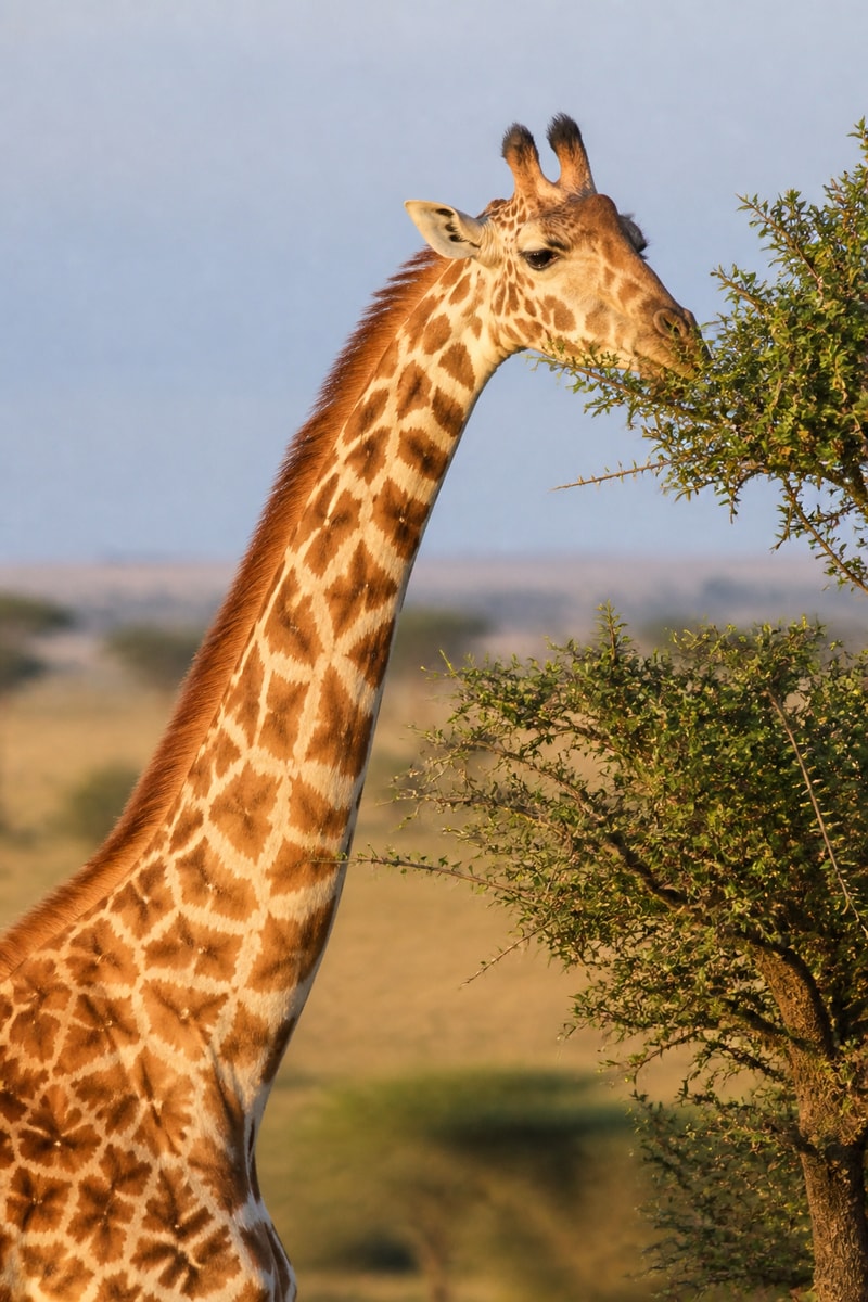 Giraffe (Giraffa camelopardalis)