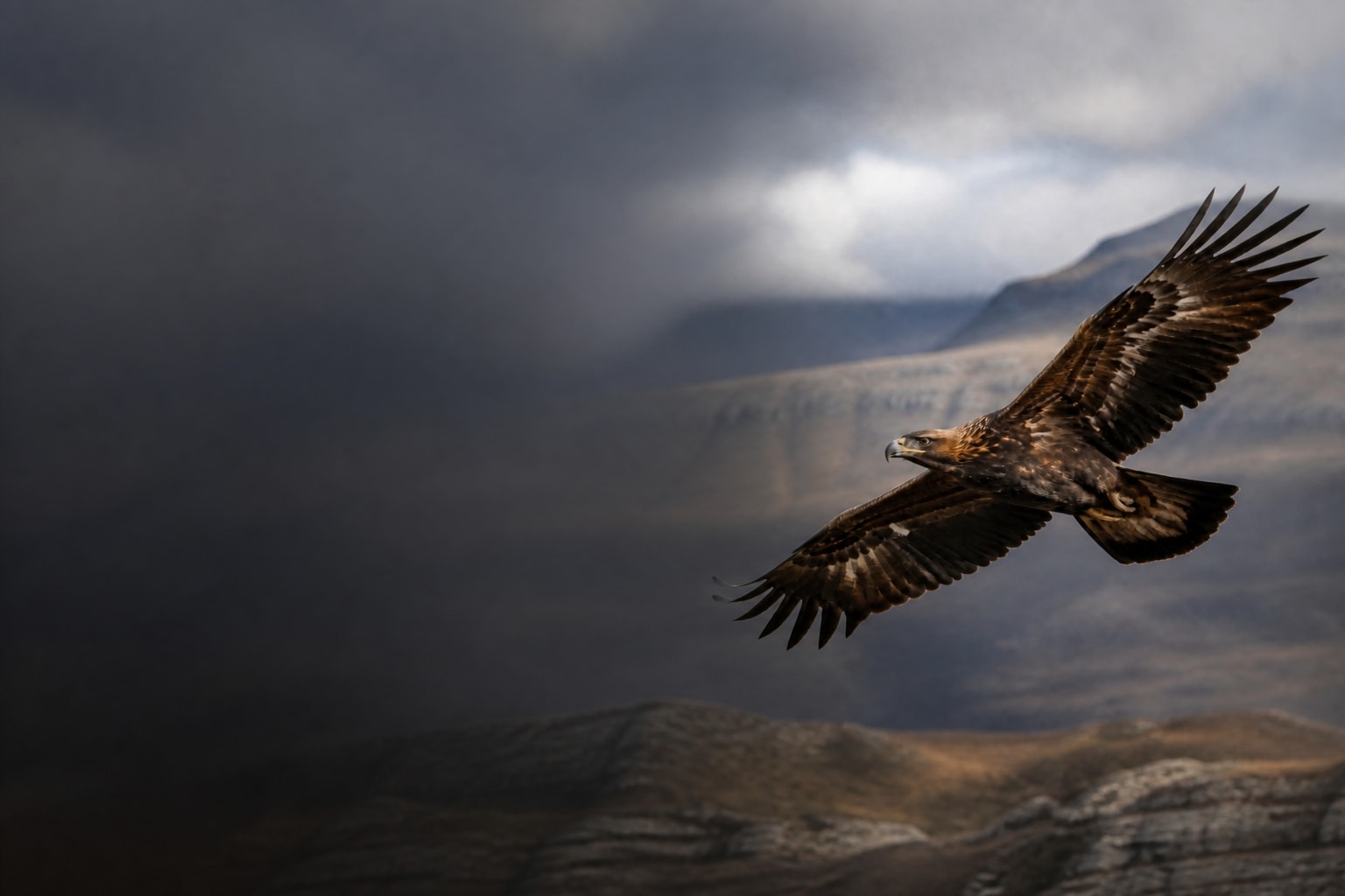 Golden Eagle (Aquila chrysaetos) in the wild — Catch'Um species field guide