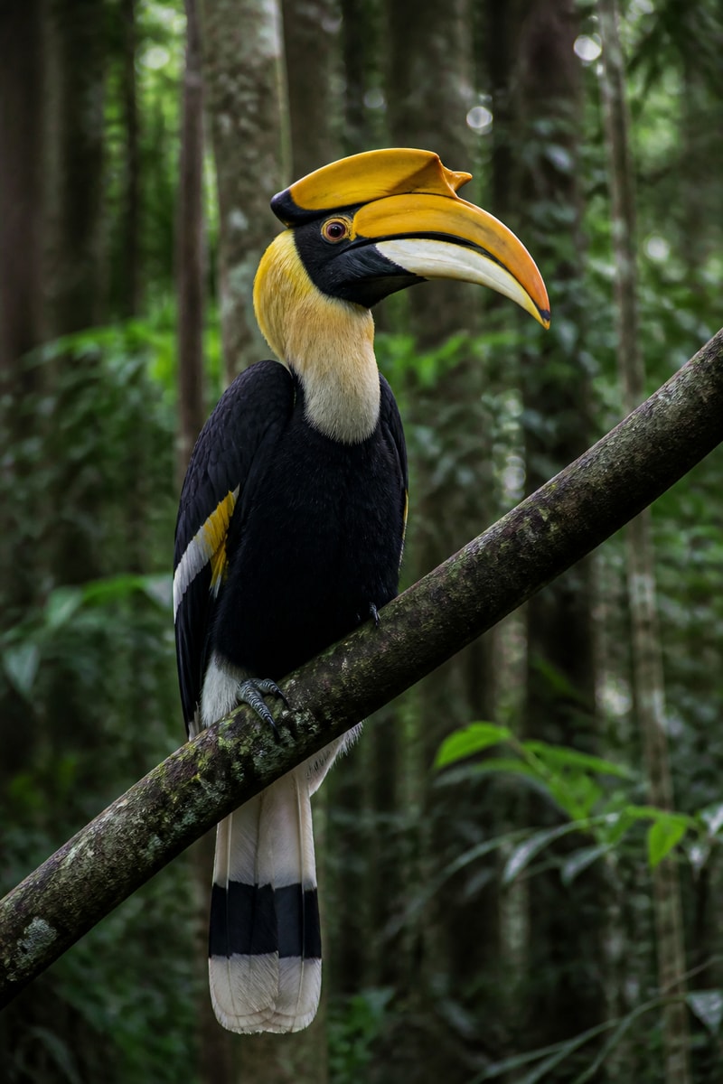 Great Hornbill (Buceros bicornis)