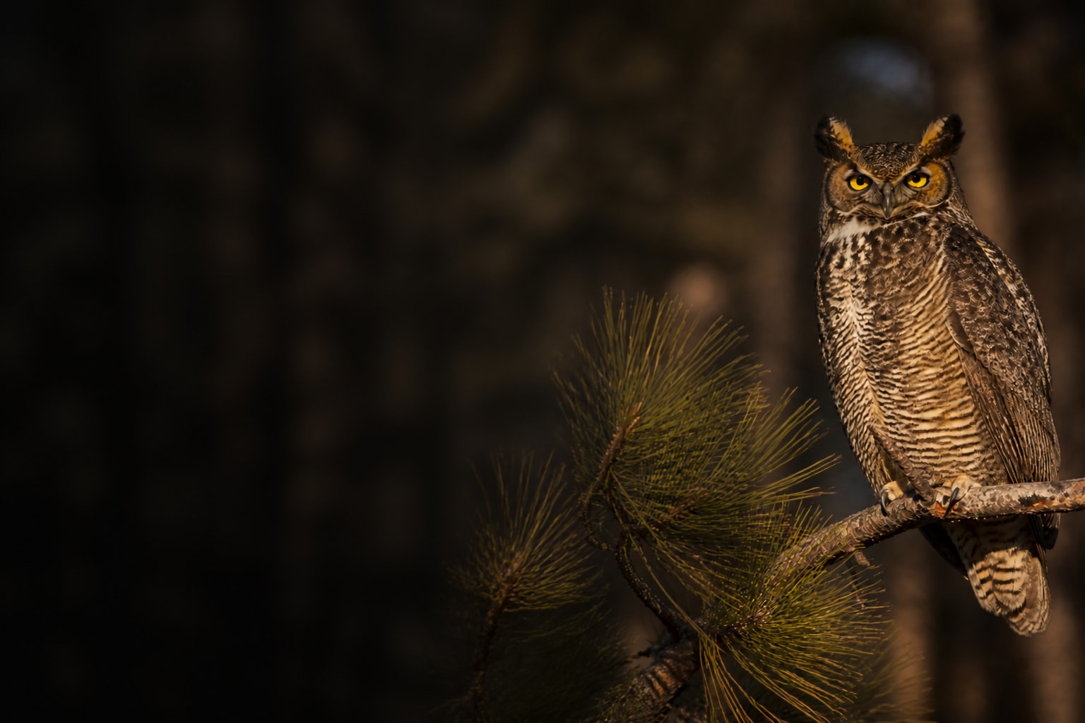 Great Horned Owl (Bubo virginianus) in the wild — Catch'Um species field guide