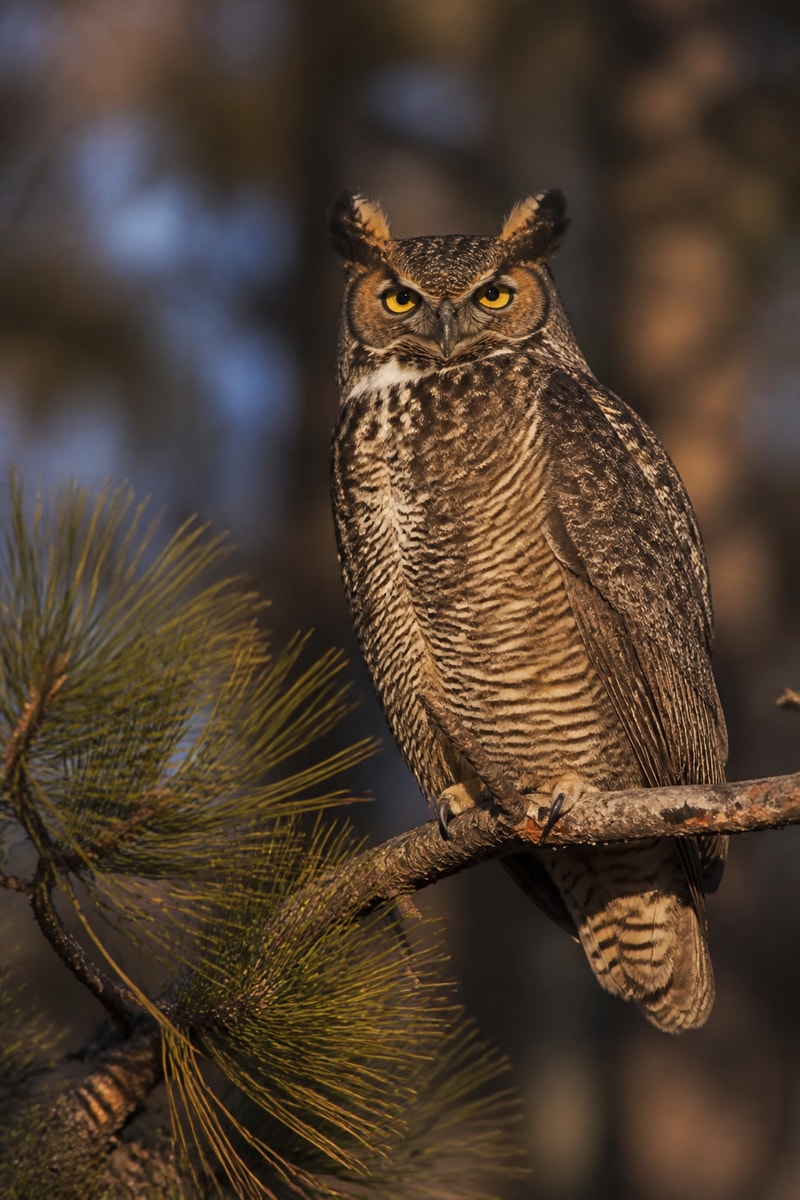 Great Horned Owl (Bubo virginianus)