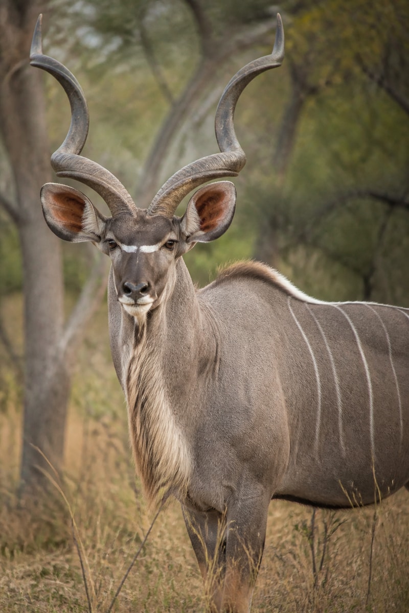 Greater Kudu (Tragelaphus strepsiceros)